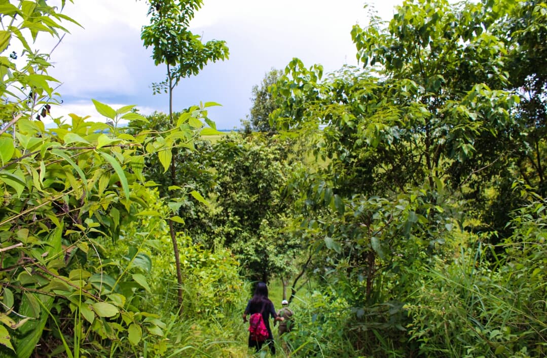 Trekking trail in Keibul Lamjao