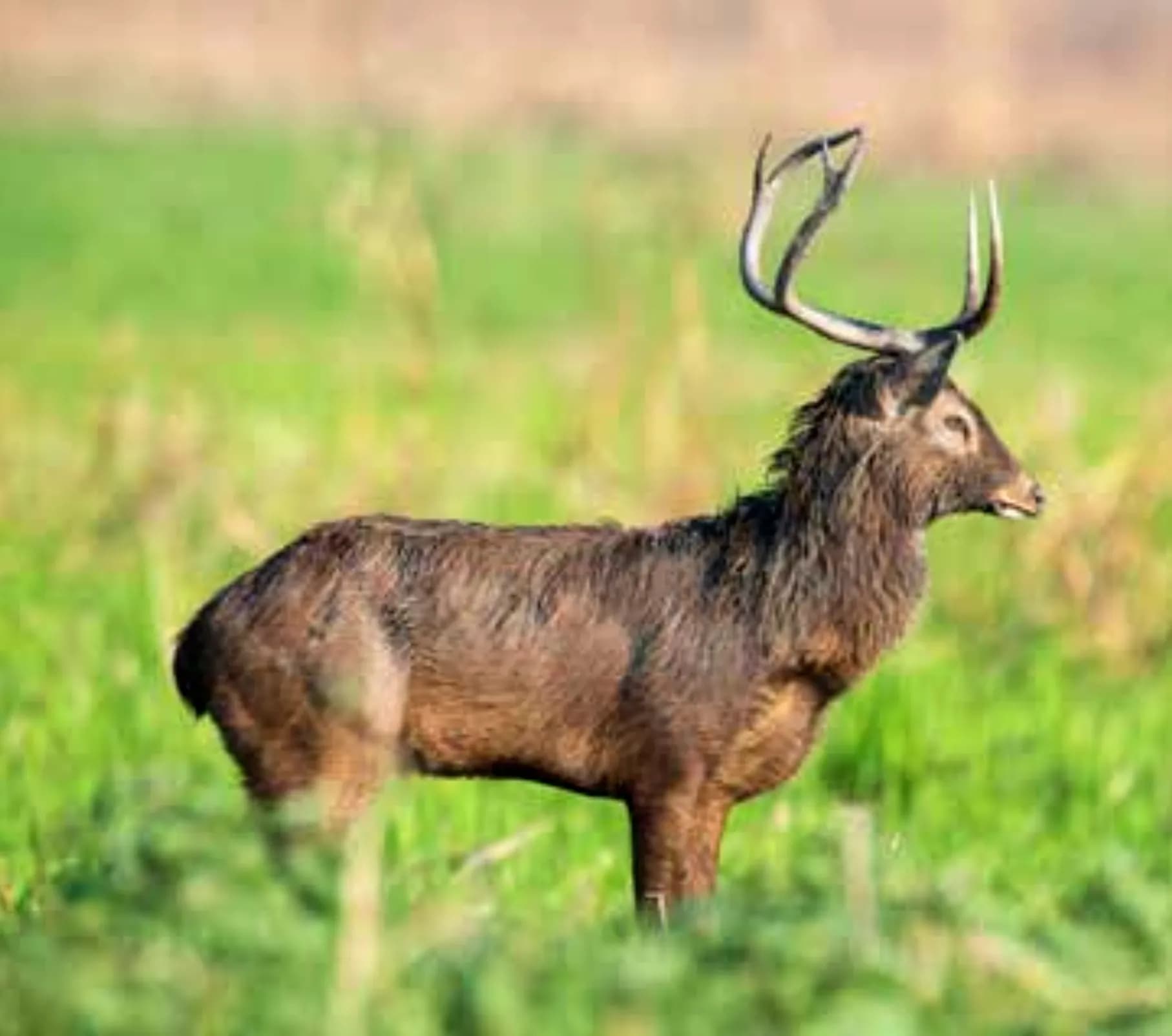 Rucervus eldii eldii